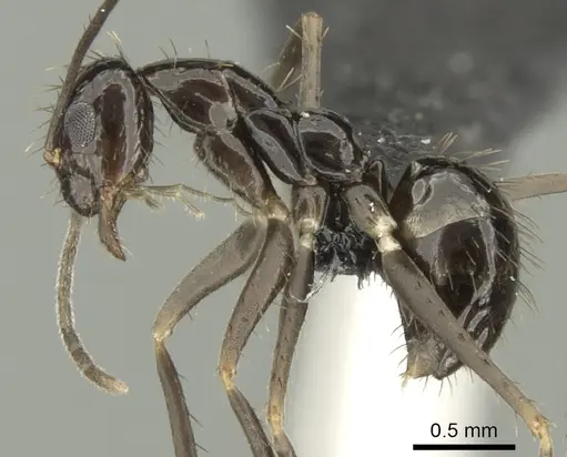 Paratrechina zanjensis - CASENT0128086