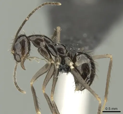 Paratrechina zanjensis - CASENT0128086