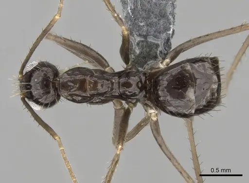 Paratrechina zanjensis - CASENT0280583