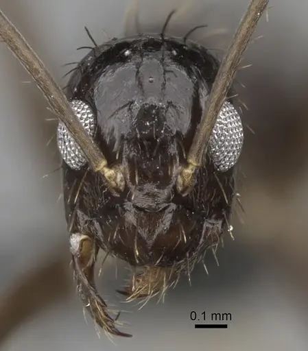 Paratrechina zanjensis - CASENT0280583