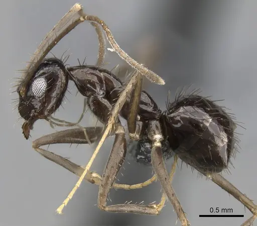 Paratrechina zanjensis - CASENT0280583