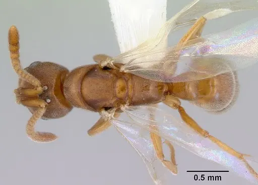 Parvaponera sheldoni specimen