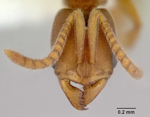 Parvaponera sheldoni specimen