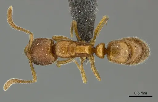 Parvaponera suspecta specimen