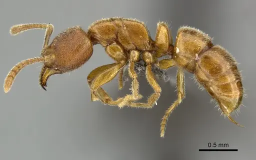 Parvaponera suspecta specimen