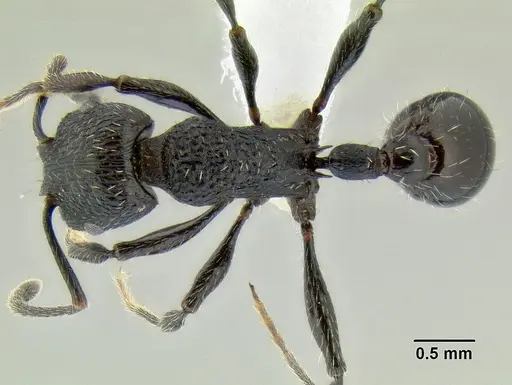 Patagonomyrmex angustus specimen