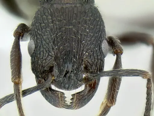 Patagonomyrmex angustus specimen