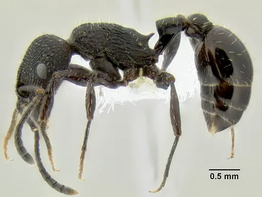 Patagonomyrmex angustus specimen