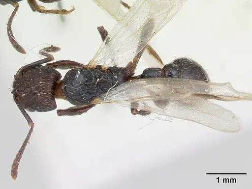 Patagonomyrmex angustus - CASENT0173371
