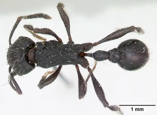 Patagonomyrmex angustus - CASENT0173374