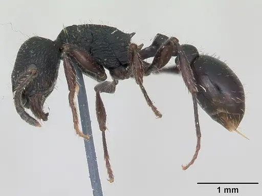 Patagonomyrmex angustus - CASENT0173374