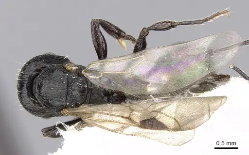 Patagonomyrmex angustus - CASENT0280993