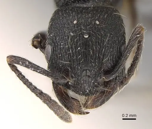 Patagonomyrmex angustus - CASENT0914808