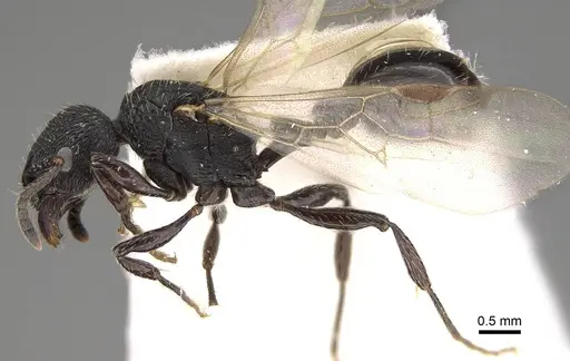 Patagonomyrmex angustus - CASENT0914808