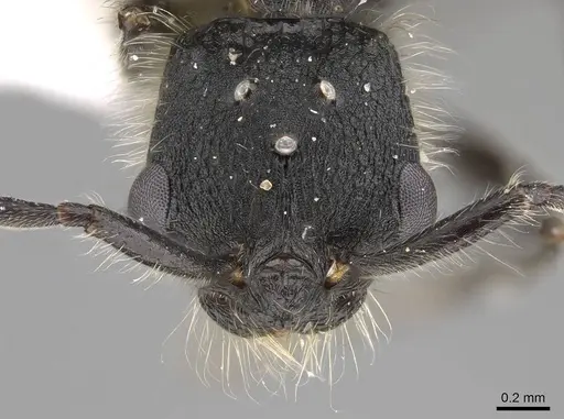 Patagonomyrmex angustus - LACMENT273603