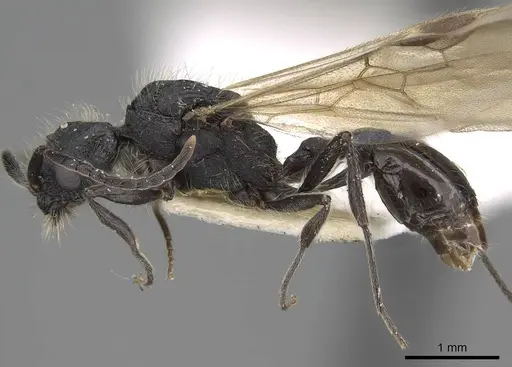 Patagonomyrmex angustus - LACMENT273603