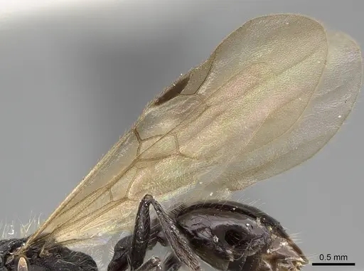 Patagonomyrmex angustus - LACMENT273603