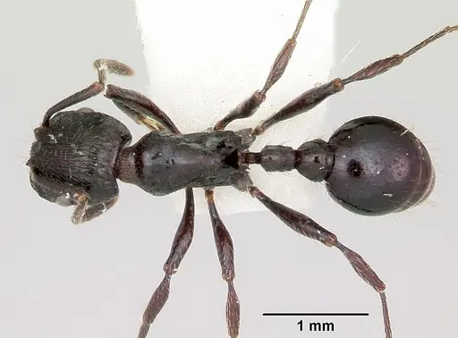 Patagonomyrmex laevigatus specimen