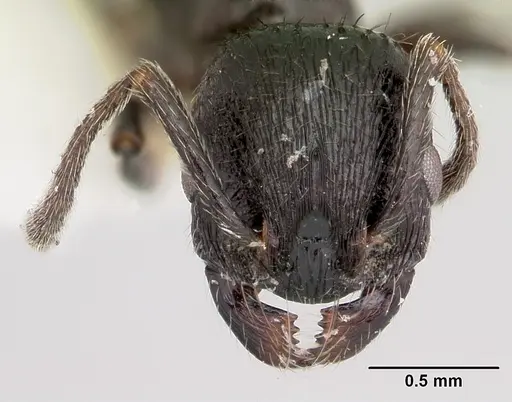 Patagonomyrmex laevigatus specimen