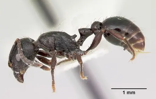 Patagonomyrmex laevigatus specimen
