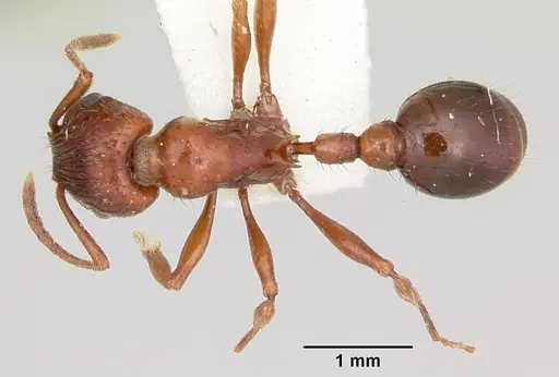 Patagonomyrmex odoratus specimen