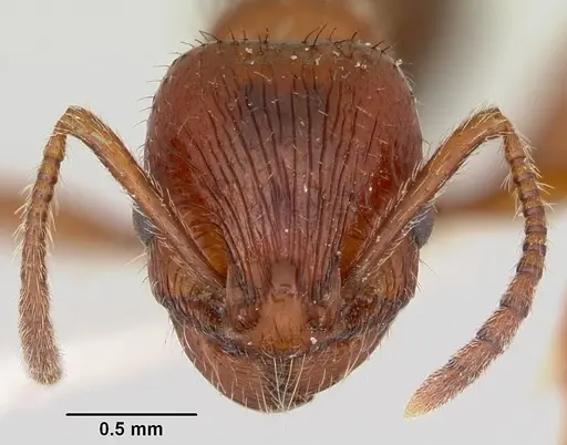 Patagonomyrmex odoratus specimen