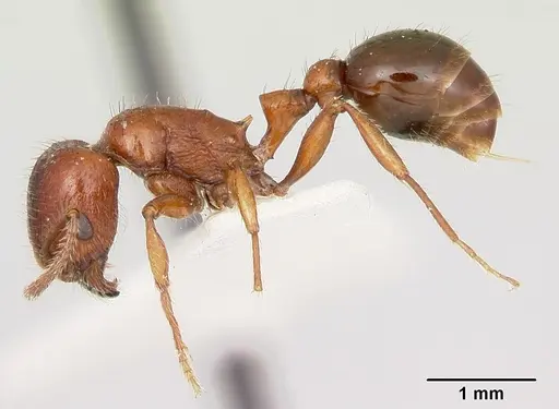 Patagonomyrmex odoratus specimen