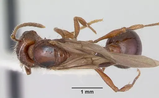Patagonomyrmex odoratus - CASENT0103396