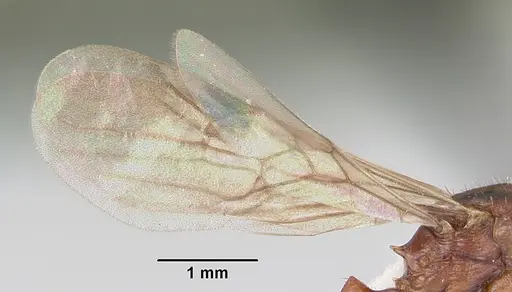 Patagonomyrmex odoratus - CASENT0103396