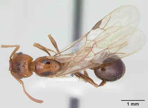 Patagonomyrmex odoratus - CASENT0103397