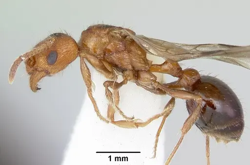 Patagonomyrmex odoratus - CASENT0103397