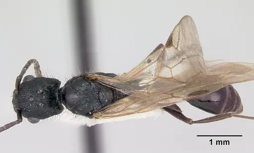 Patagonomyrmex odoratus - CASENT0103405