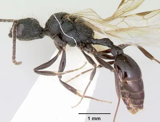 Patagonomyrmex odoratus - CASENT0103405