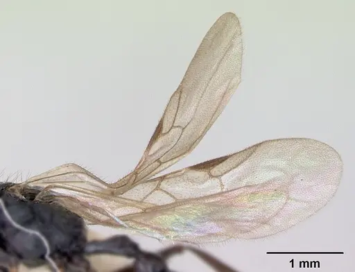 Patagonomyrmex odoratus - CASENT0103405