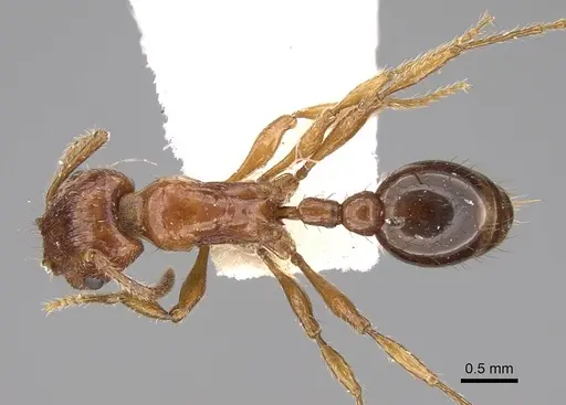 Patagonomyrmex odoratus - CASENT0914807