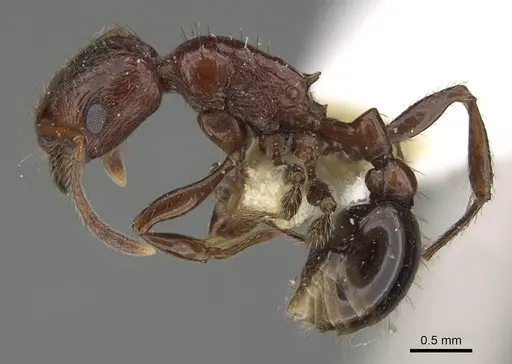 Patagonomyrmex odoratus - CASENT0919842