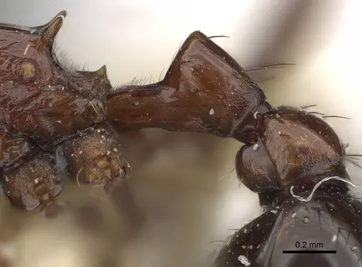 Patagonomyrmex odoratus - CASENT0919842