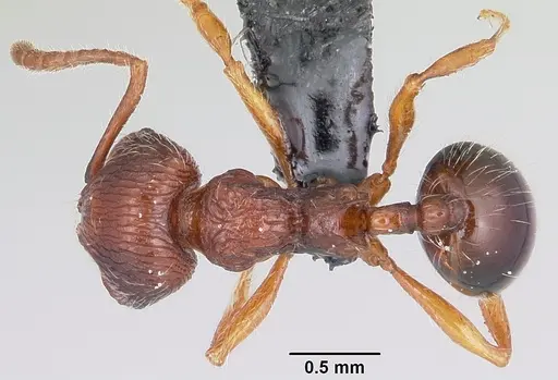 Perissomyrmex bidentatus specimen