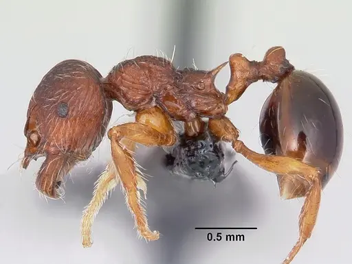 Perissomyrmex bidentatus specimen