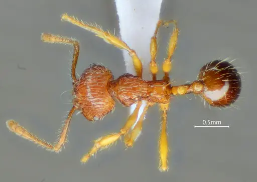 Perissomyrmex fissus specimen
