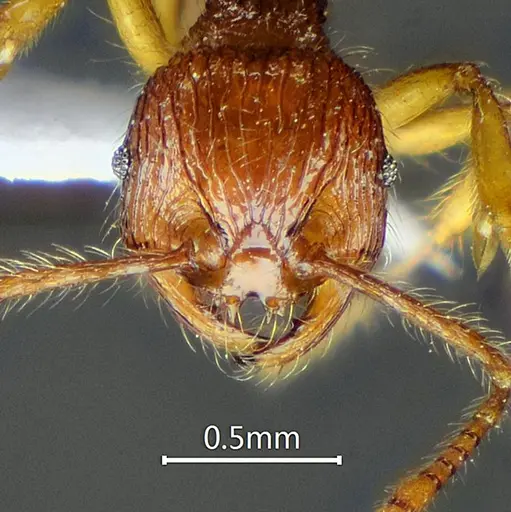 Perissomyrmex fissus specimen