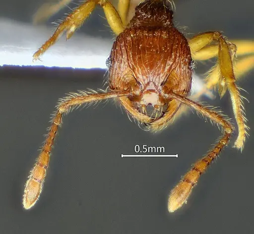 Perissomyrmex fissus specimen