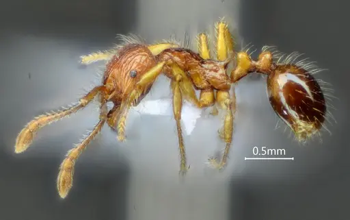 Perissomyrmex fissus - ANTWEB1060566