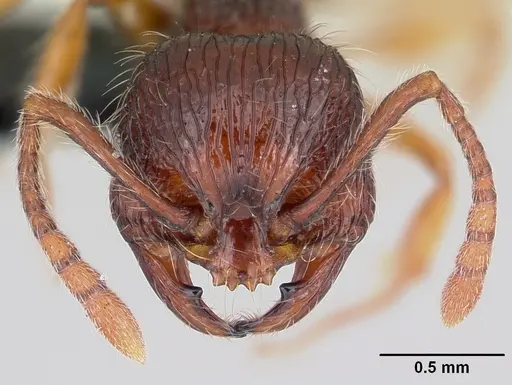 Perissomyrmex guizhouensis specimen