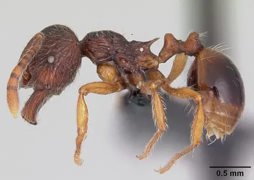 Perissomyrmex guizhouensis specimen