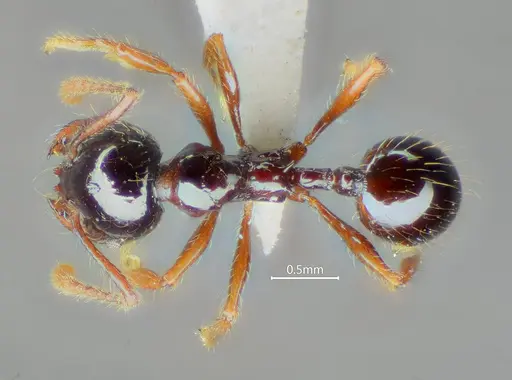 Perissomyrmex medogensis specimen