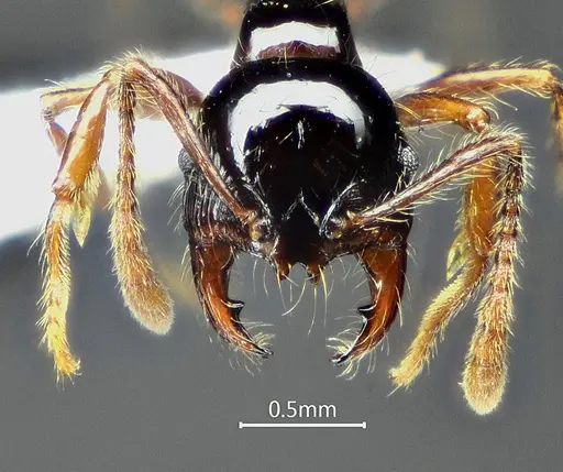 Perissomyrmex medogensis specimen