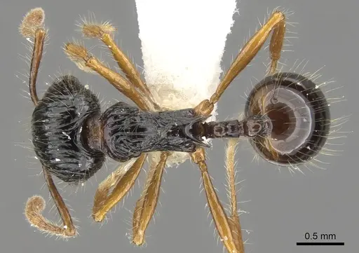 Perissomyrmex monticola specimen