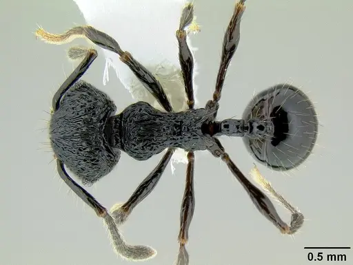 Perissomyrmex snyderi specimen