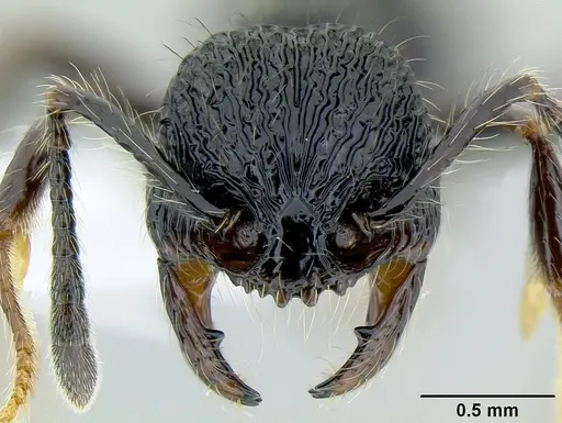 Perissomyrmex snyderi specimen